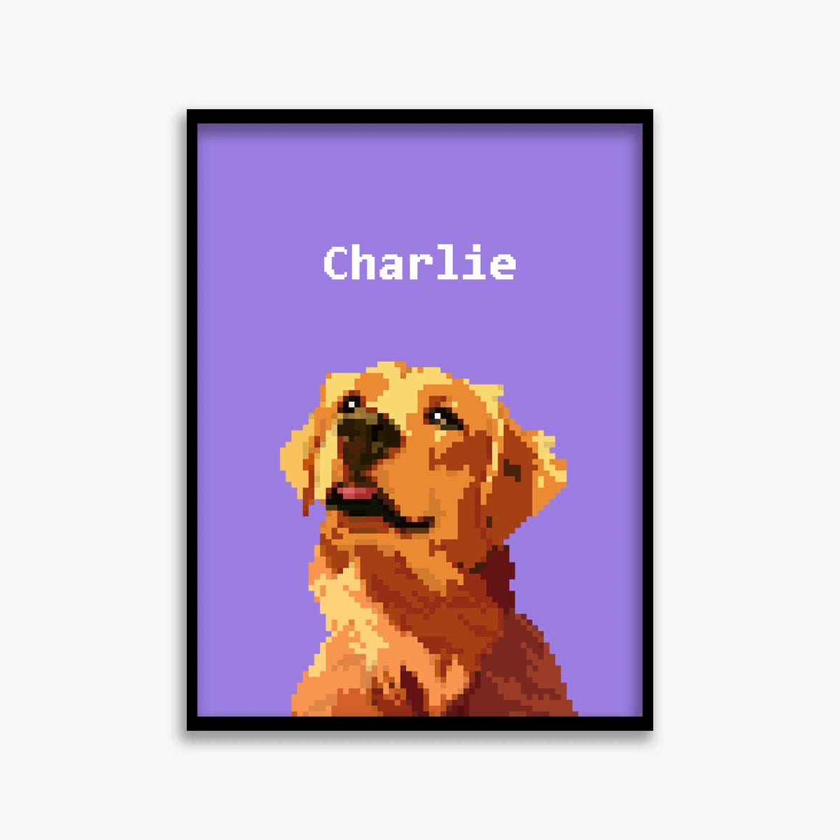 pet portraits